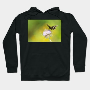 Black Beauty Hoodie